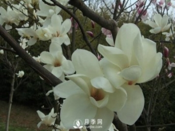 怎樣能使白玉蘭如期開花？