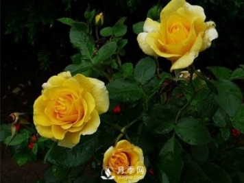 怎么種植月季？有什么栽培要點需要了解的？