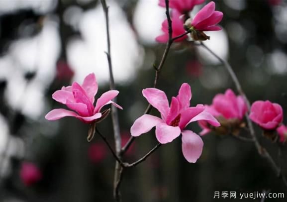 紅花玉蘭的種植、生長(zhǎng)習(xí)性及栽培管理技術(shù)(圖1)