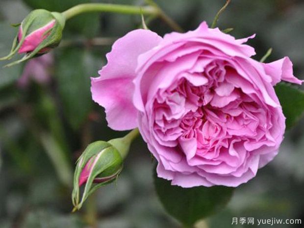 治療天使拉斐爾月季的優(yōu)缺點是什么？(圖1)