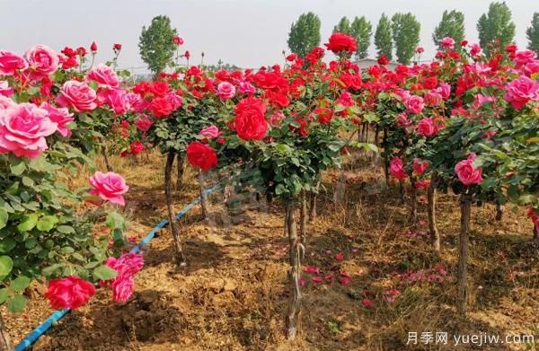 決定樹狀月季嫁接成活率的要素有什么？(圖1)
