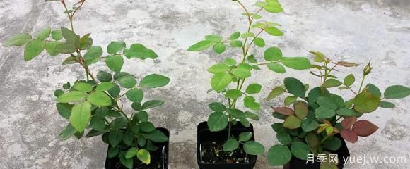 盆栽月季種植過程中，有幾項(xiàng)日常檢查措施可以了解(圖1)