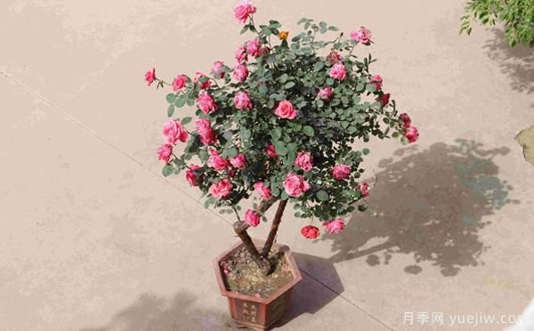 古樁盆栽月季培養(yǎng)，主要的設(shè)施需求？來了解下(圖1)