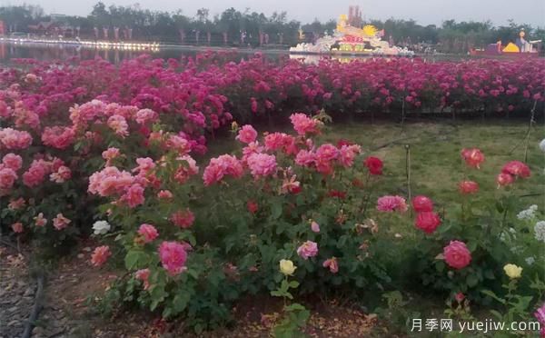 樹狀月季嫁接后，何時適合播種呢？(圖1)