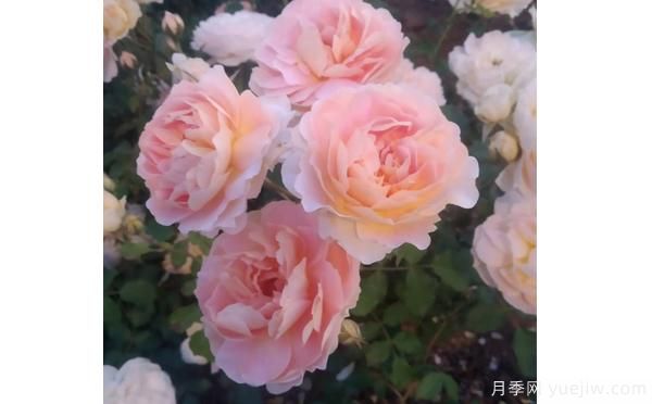 樹狀月季花矮小，這樣做讓它成長(圖1)