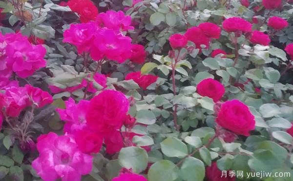 景區(qū)樹狀月季樹的品種，具備的特點(圖1)