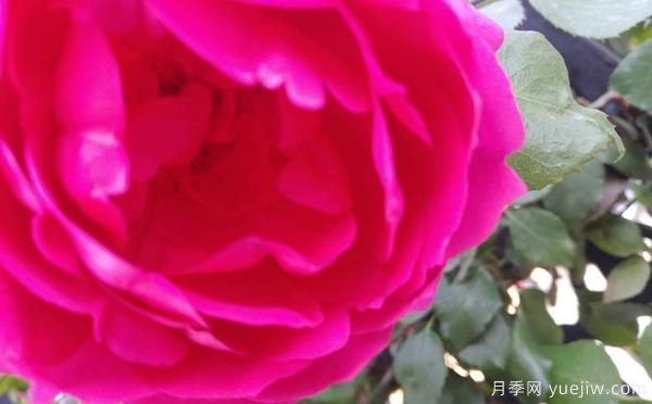 4公分樹狀月季的灌溉技術(shù)是怎樣的？(圖1)