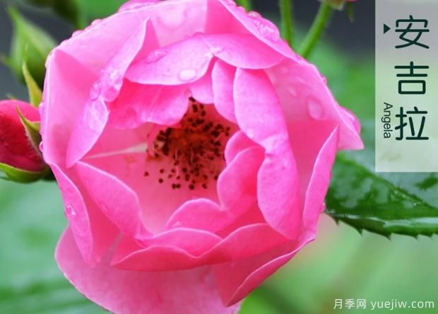 怎樣打造月季花造型花柱？(圖1)
