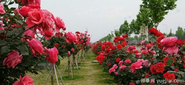 月季的扦插方法？月季怎么養(yǎng)可以開花更久？(圖1)