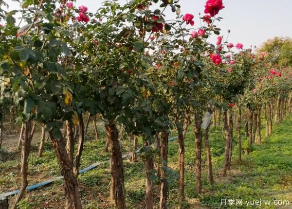 月季什么時(shí)間嫁接比較好？(圖1)