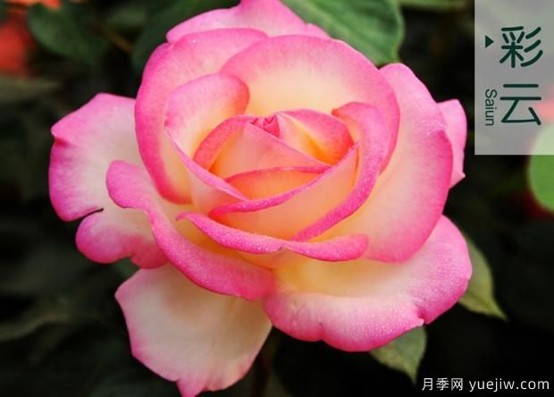 大花月季栽培中苗木的準備工作有哪些(圖1)