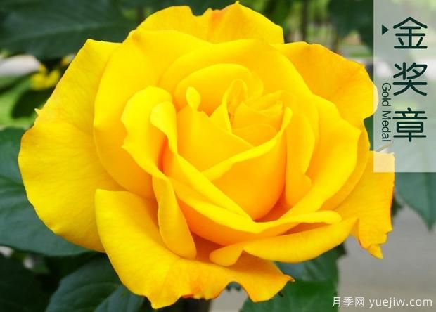 夏天雨季來(lái)臨時(shí)如何去做月季病害蟲害的防治？(圖1)