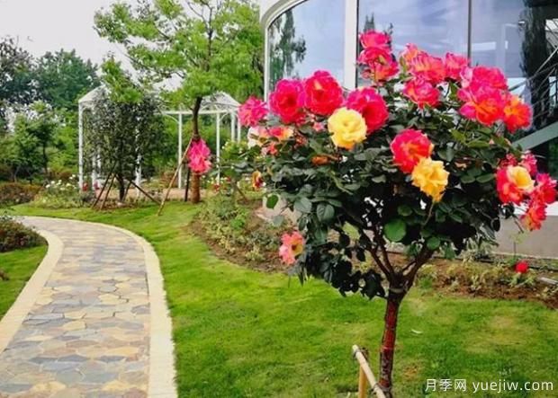 喜歡月季的你，了解這些知識嗎？(圖2)