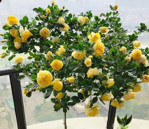 微型月季種植基保養(yǎng)自然環(huán)境和保養(yǎng)方式 很種重要，為花友們接觸煩惱(圖1)