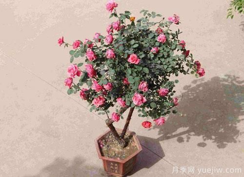 “花中皇后”，花色秀美，四季常開看月季之鄉(xiāng)的樹狀月季是如果養(yǎng)殖的？(圖1)