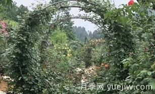 景區(qū)的拱形藤本月季是如何形成的，小苗初期都需要壓枝頭？(圖1)