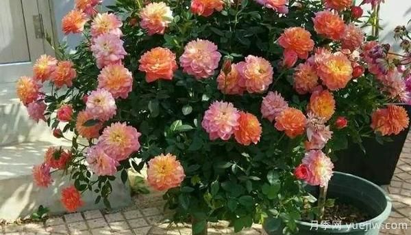 哪樣的花盆，可以用來種盆栽月季？(圖1)