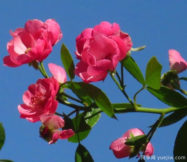 怎樣修剪枝干，能讓花越開(kāi)越多(圖1)