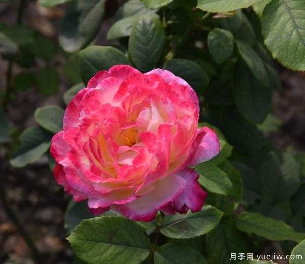 月季一年內(nèi)，能有幾次開花的結(jié)果，來了解下吧(圖1)