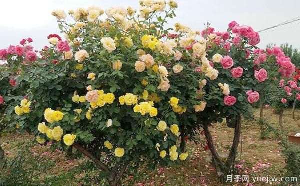 洛陽大花月季的施肥管理，你知道是怎樣的嗎？(圖1)
