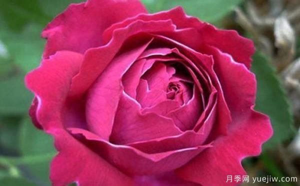鄧縣盆栽月季種養(yǎng)有什么要了解的呢？(圖1)