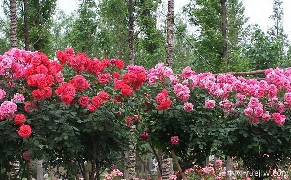 大花月季儲存也可做成干花呀，怎么處理呢？(圖1)