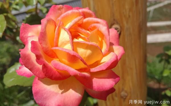 大花月季該怎樣修剪的呢？一起來看看吧(圖1)