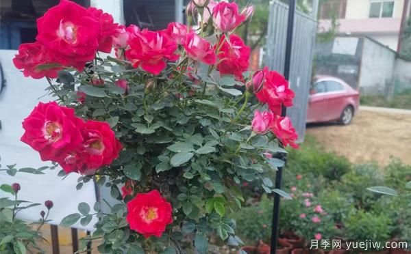 湖北大花月季怎樣管理，才多開花？(圖1)