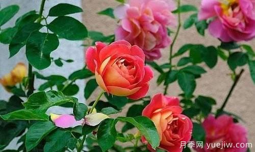 大花月季在日常中，怎么嫁接育苗和管理？(圖1)