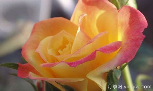 大花月季在施肥時，有需要注意些什么？(圖1)