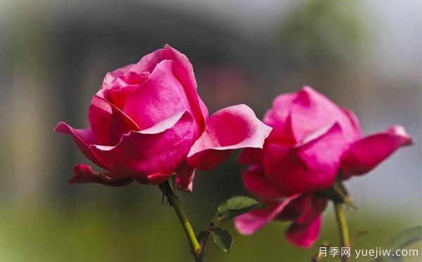 想讓自家樹狀月季好看，要學(xué)會嫁接這個妙招(圖1)