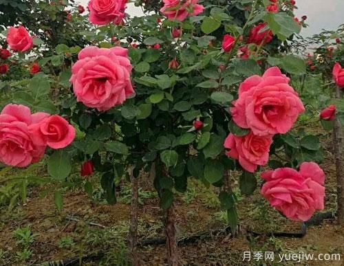 月季花扦插生根慢？教你快速生根法！(圖1)