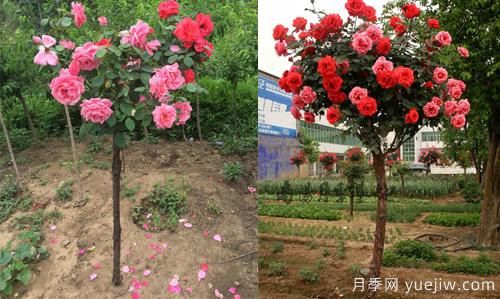 河南樹狀月季基地提醒，盡量別在網(wǎng)上購月季了(圖1)