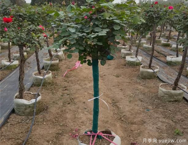 樹狀月季可能因?yàn)檫@幾點(diǎn)，而導(dǎo)致開花不多？(圖1)
