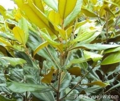 廣玉蘭根部變黑的原因有哪些？(圖1)