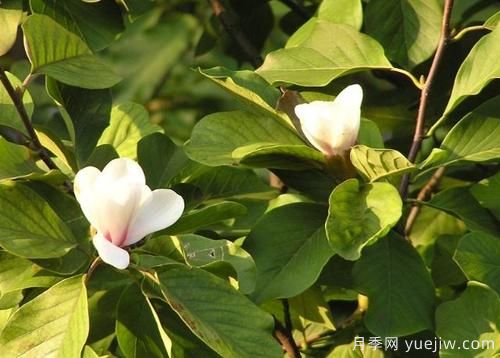 玉蘭樹應(yīng)該怎么才能防治病蟲害？(圖1)