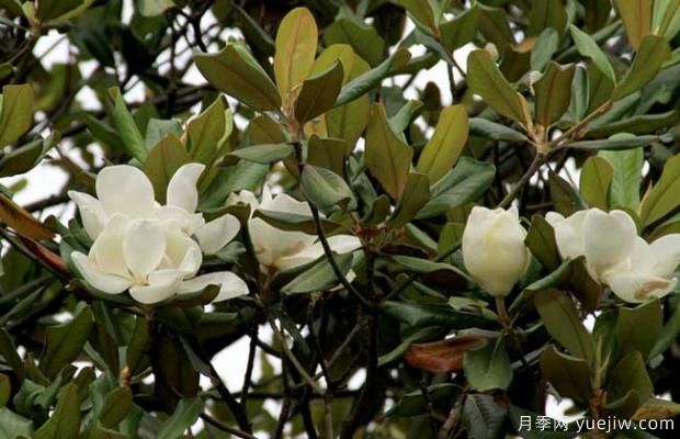 廣玉蘭樹什么時候開花？(圖1)