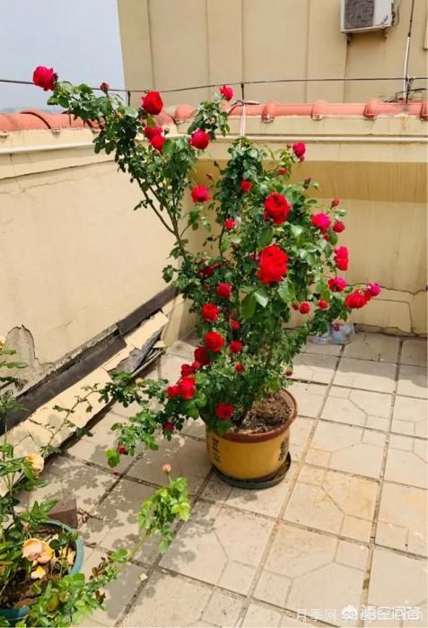 有哪些花友必備的月季花品種可以推薦下？(圖8)