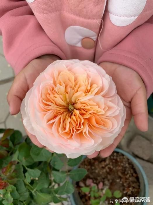 有哪些花友必備的月季花品種可以推薦下？(圖6)
