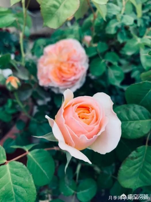 有哪些花友必備的月季花品種可以推薦下？(圖3)