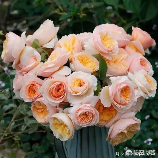有哪些花友必備的月季花品種可以推薦下？(圖1)