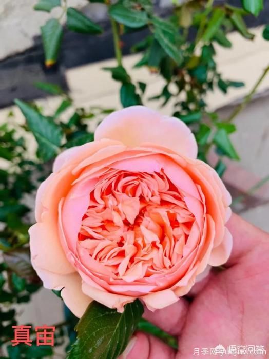 有哪些花友必備的月季花品種可以推薦下？(圖11)