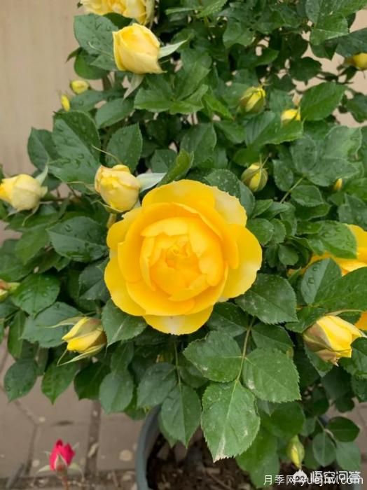 有哪些花友必備的月季花品種可以推薦下？(圖20)