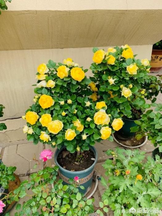 有哪些花友必備的月季花品種可以推薦下？(圖19)
