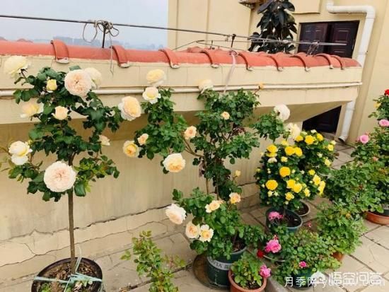 有哪些花友必備的月季花品種可以推薦下？(圖15)