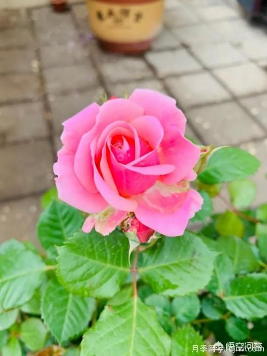 有哪些花友必備的月季花品種可以推薦下？(圖25)