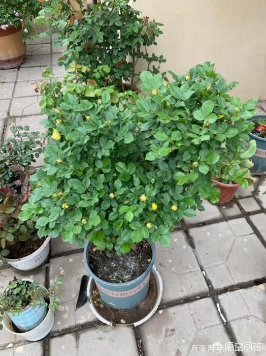 有哪些花友必備的月季花品種可以推薦下？(圖21)