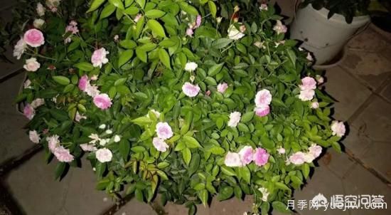 有哪些花友必備的月季花品種可以推薦下？(圖27)