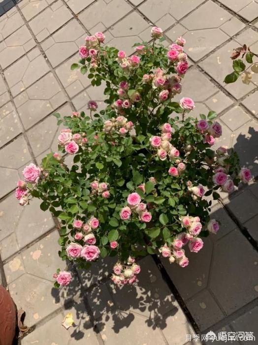 有哪些花友必備的月季花品種可以推薦下？(圖29)