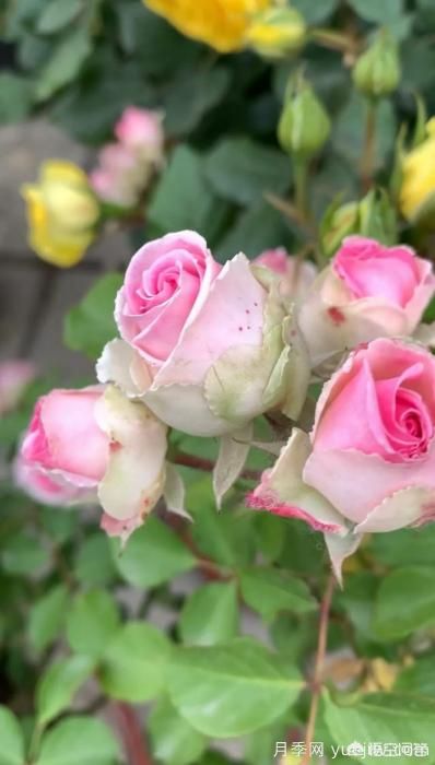 有哪些花友必備的月季花品種可以推薦下？(圖28)